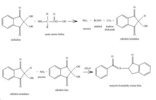 Reaksi yang terjadi saat uji ninhidrin