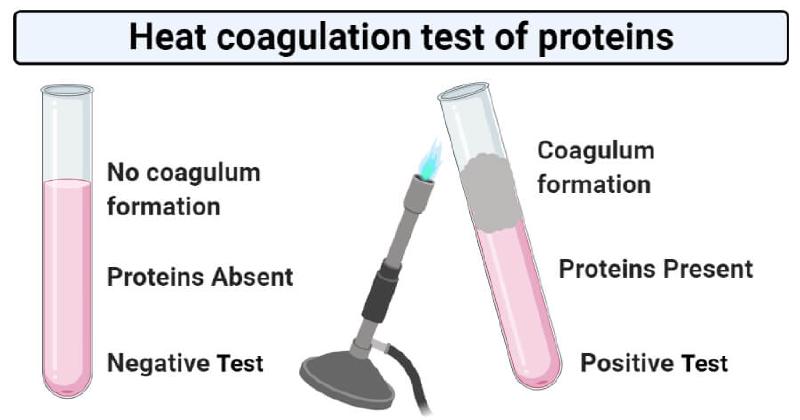 Hasil Uji Protein Koagulasi